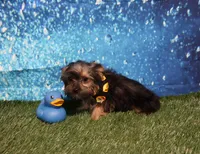 Tiny Tom Tom, a male Yorkshire Terrier for sale in Springfield, KY – 2 of 2