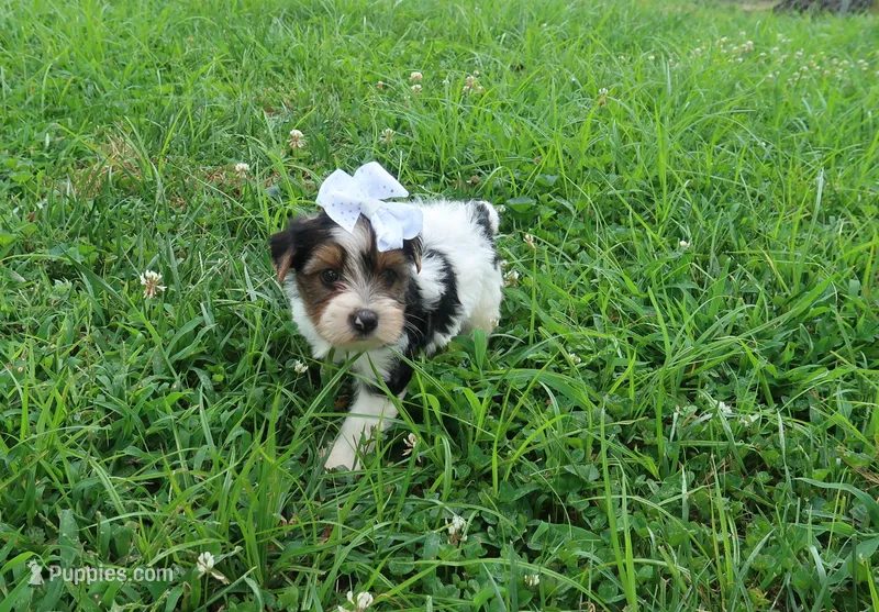 Sprinkles Female – Yorkshire Terrier puppy for sale in Springfield, KY