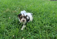 Sprinkles Female, a female Yorkshire Terrier for sale in Springfield, KY – 1 of 3