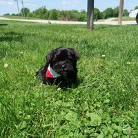 Licorice, a male Yorkipoo for sale in Springfield, KY – 1 of 1