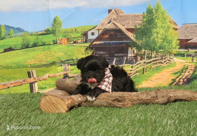 Yorkipoo Black Male – Yorkipoo, Yorkshire Terrier puppy for sale in Springfield, KY