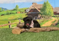 Yorkipoo Black Male, a male Yorkipoo and Yorkshire Terrier for sale in Springfield, KY – 1 of 1