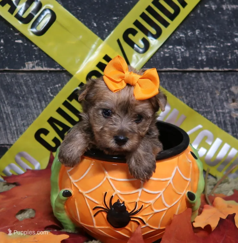 Sable Gal – Yorkshire Terrier puppy for sale in Springfield, KY