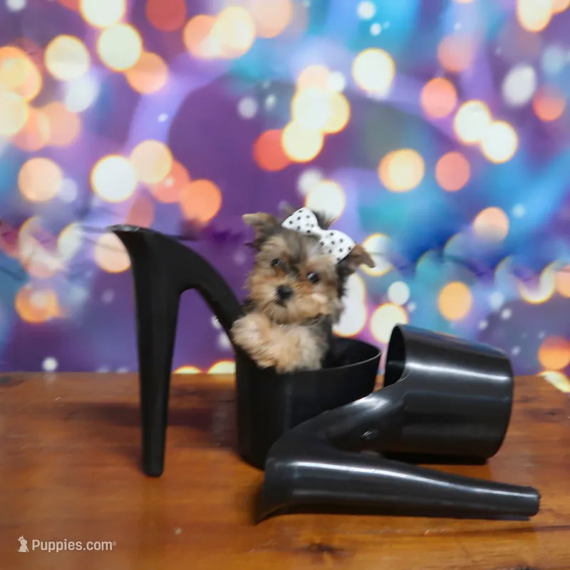 Teacup Blk/Tan Female