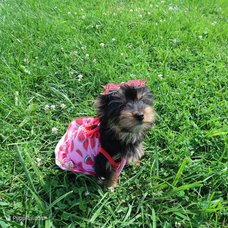 Merle Bloodline – Yorkshire Terrier puppy for sale in Springfield, KY