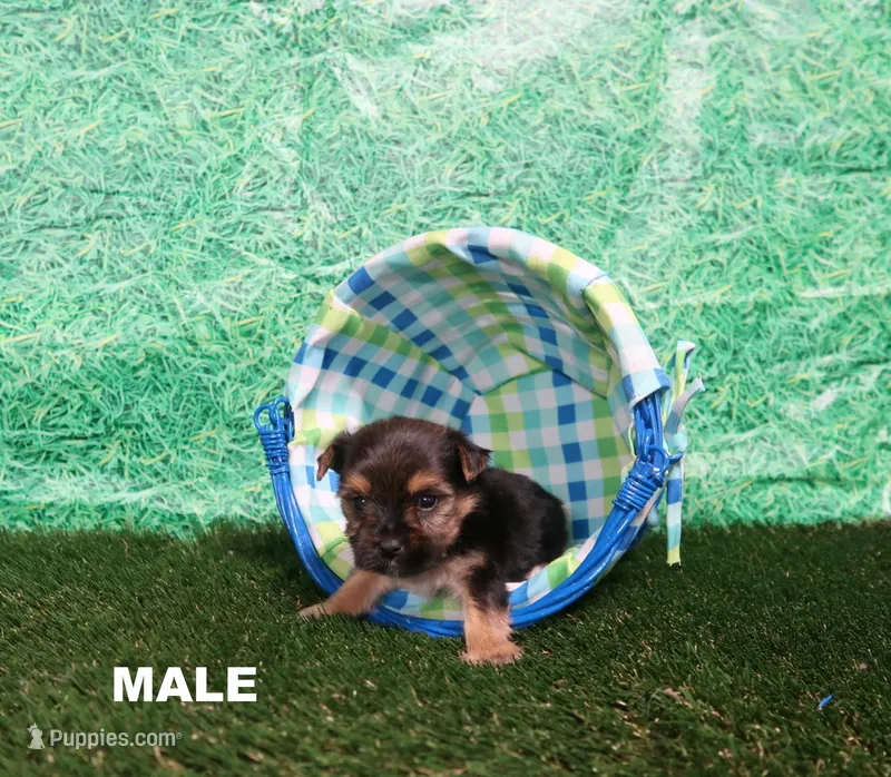 Naomi Male – Yorkshire Terrier puppy for sale in Springfield, KY