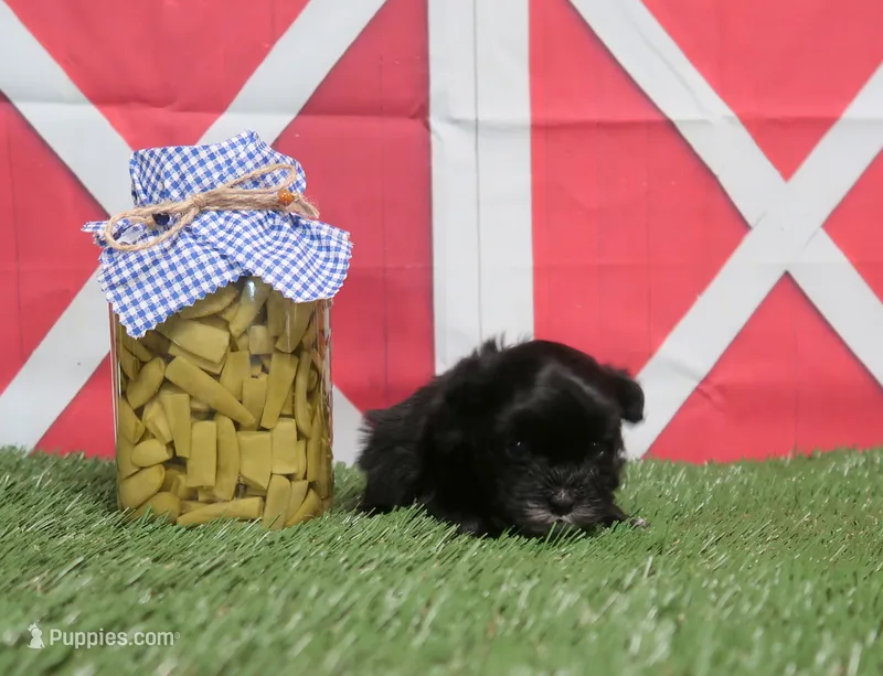 Yorkipoo Male – Yorkipoo, Yorkshire Terrier puppy for sale in Springfield, KY