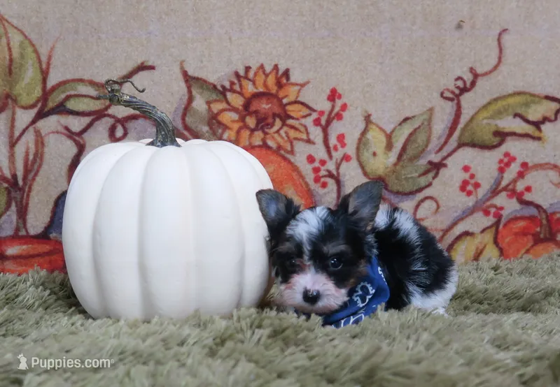 Yorkipoo Male – Yorkshire Terrier, Poodle - Toy  puppy for sale in Springfield, KY
