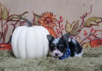 Yorkipoo Male, a male Yorkshire Terrier and Poodle - Toy  for sale in Springfield, KY – 1 of 1