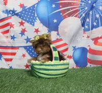 Tiny Chocolate Gal, a female Yorkshire Terrier for sale in Springfield, KY – 1 of 1