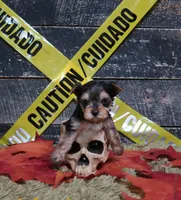 Traditional Male, a male Yorkshire Terrier for sale in Springfield, KY – 1 of 1