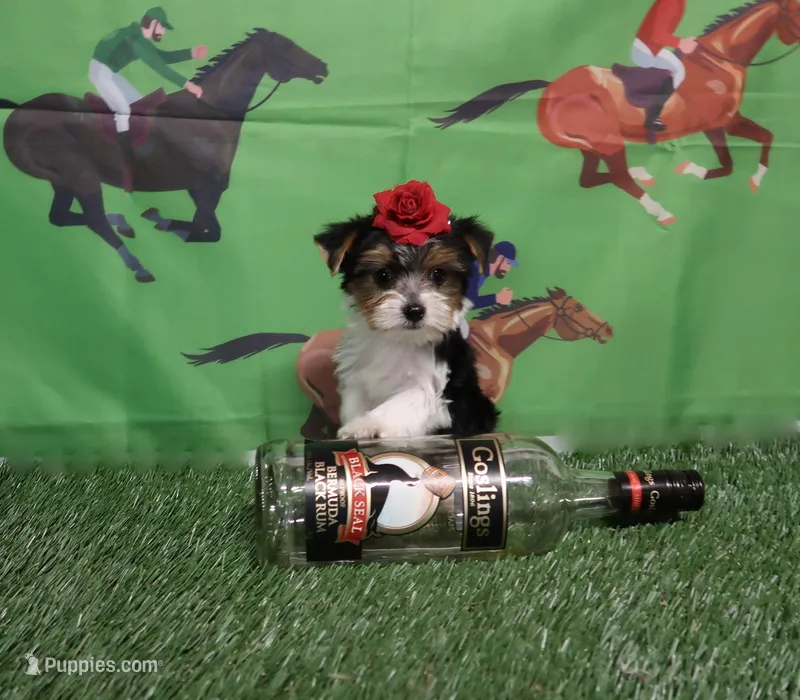 Parti Girl – Yorkshire Terrier puppy for sale in Springfield, KY