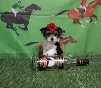 Parti Girl, a female Yorkshire Terrier for sale in Springfield, KY – Photo 1 of 2