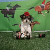 Parti Girl, a female Yorkshire Terrier for sale in Springfield, KY – Photo 2 of 2