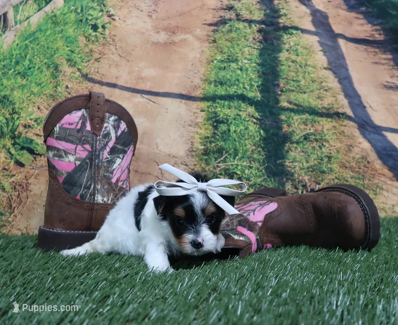 Esther Female #2 – Yorkshire Terrier puppy for sale in Springfield, KY