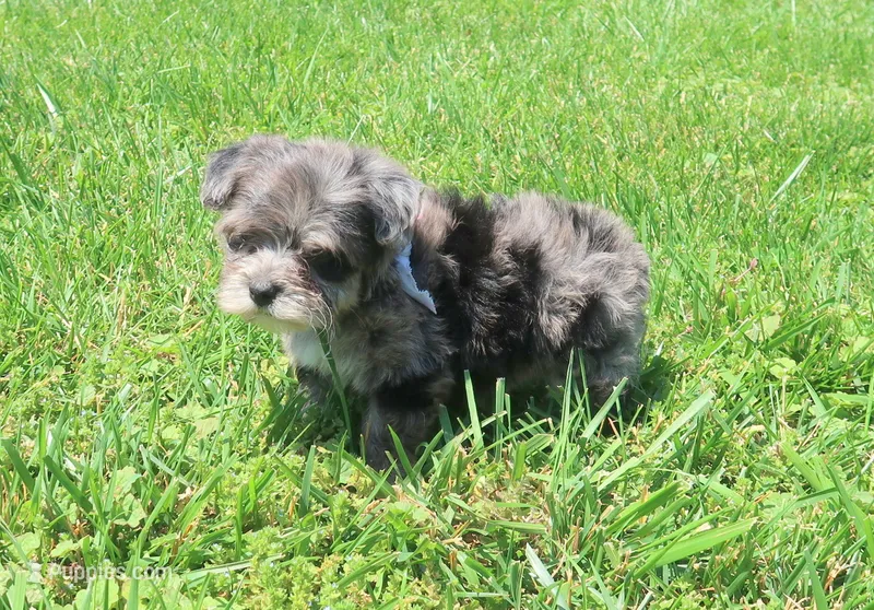 Merle – Yorkipoo puppy for sale in Springfield, KY
