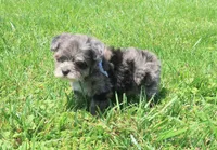 Merle, a male Yorkipoo for sale in Springfield, KY – 1 of 1
