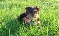 LV, a male Yorkshire Terrier for sale in Springfield, KY – 1 of 1