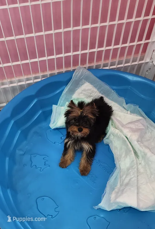 White Bow female – Yorkshire Terrier puppy for sale in Springfield, KY
