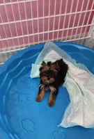White Bow female, a female Yorkshire Terrier for sale in Springfield, KY – 1 of 1