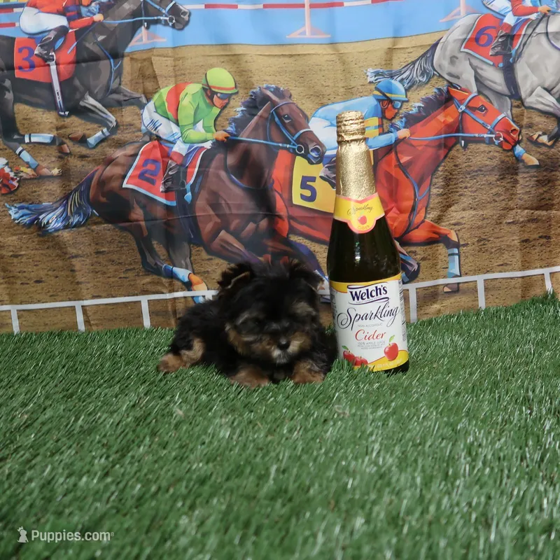 Traditional Male #2 – Yorkshire Terrier puppy for sale in Springfield, KY