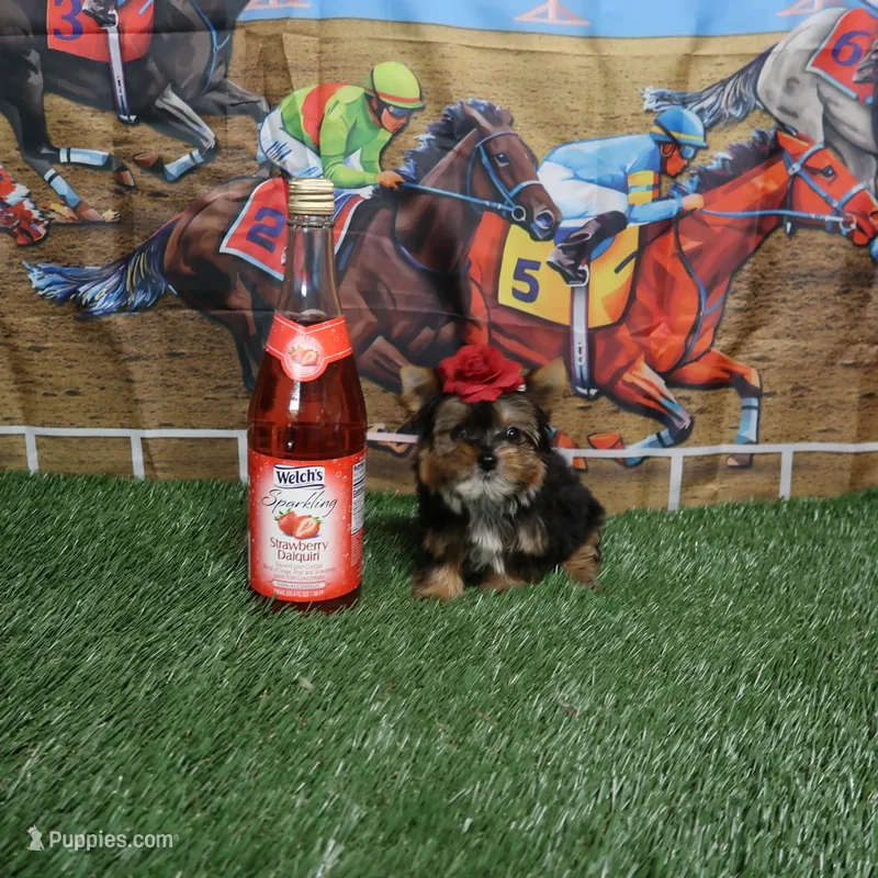 Traditional Female – Yorkshire Terrier puppy for sale in Springfield, KY