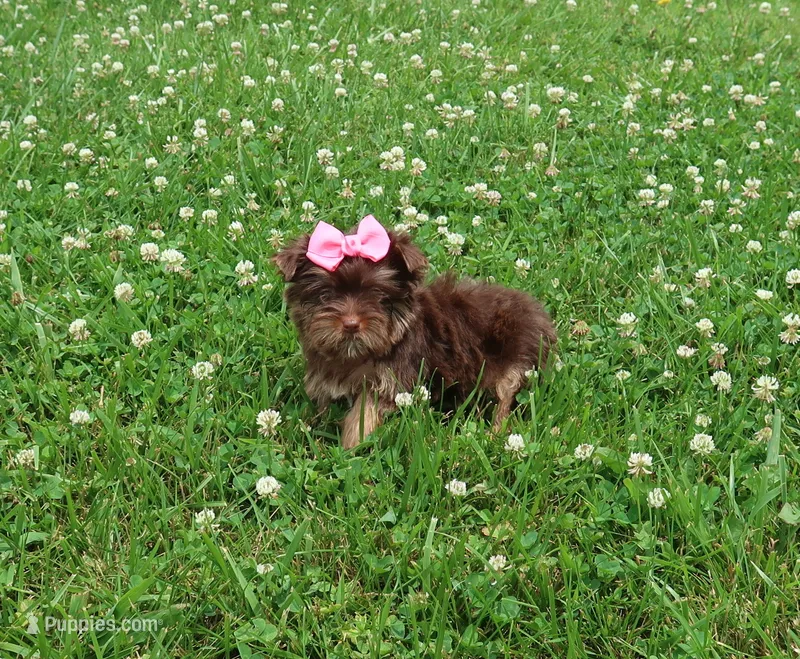 Yippie – Yorkshire Terrier puppy for sale in Springfield, KY