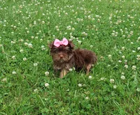 Yippie, a female Yorkshire Terrier for sale in Springfield, KY – 1 of 2