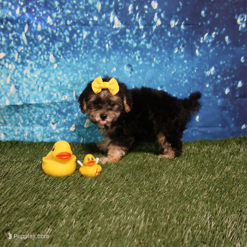 Come Get me – Yorkshire Terrier, Poodle - Toy  puppy for sale in Springfield, KY