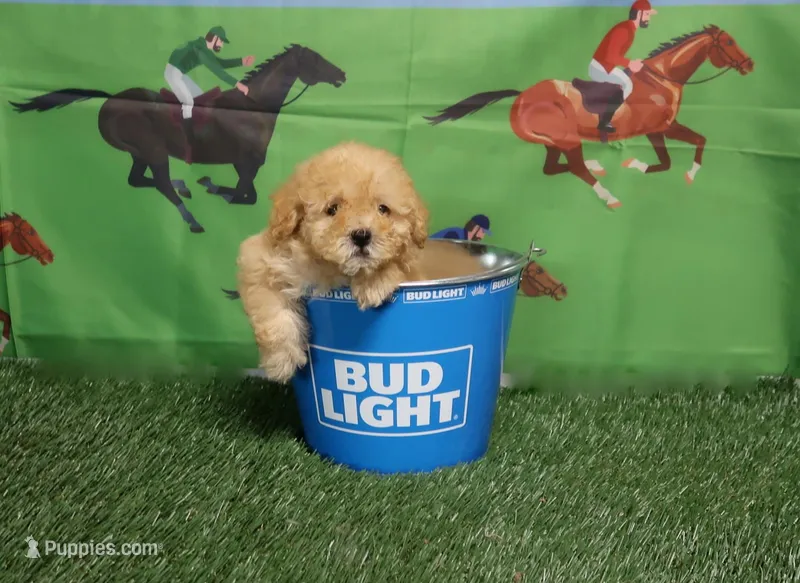 Come Get me – Yorkshire Terrier, Poodle - Toy  puppy for sale in Springfield, KY