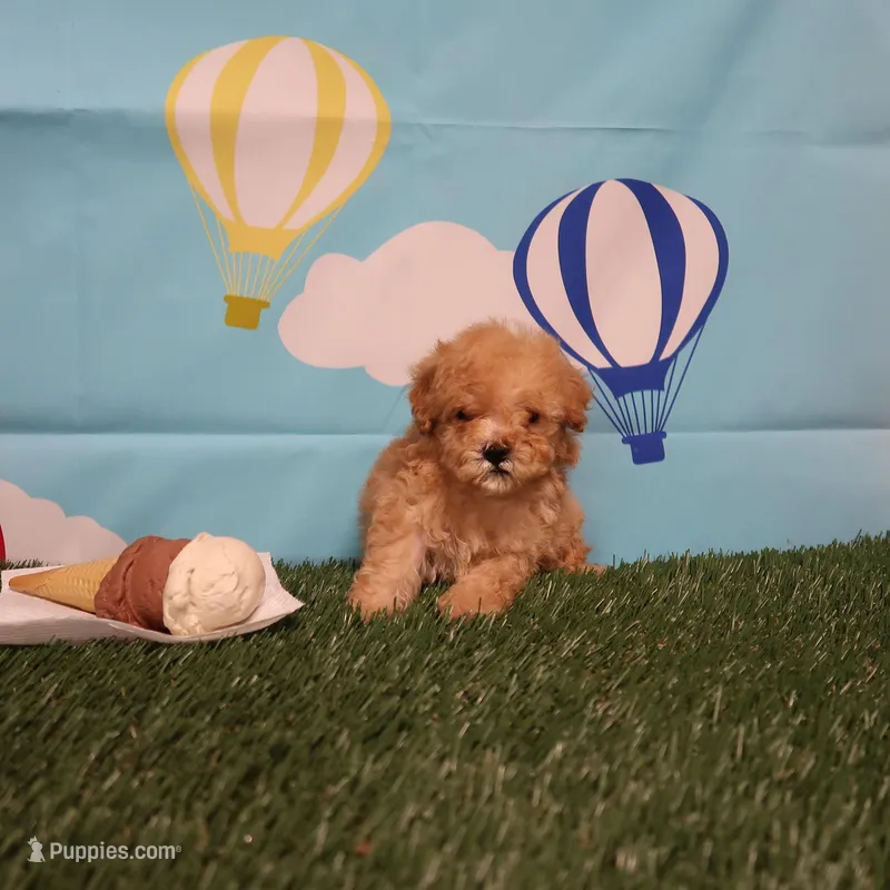 Veronica Male – Yorkshire Terrier, Poodle - Toy  puppy for sale in Springfield, KY