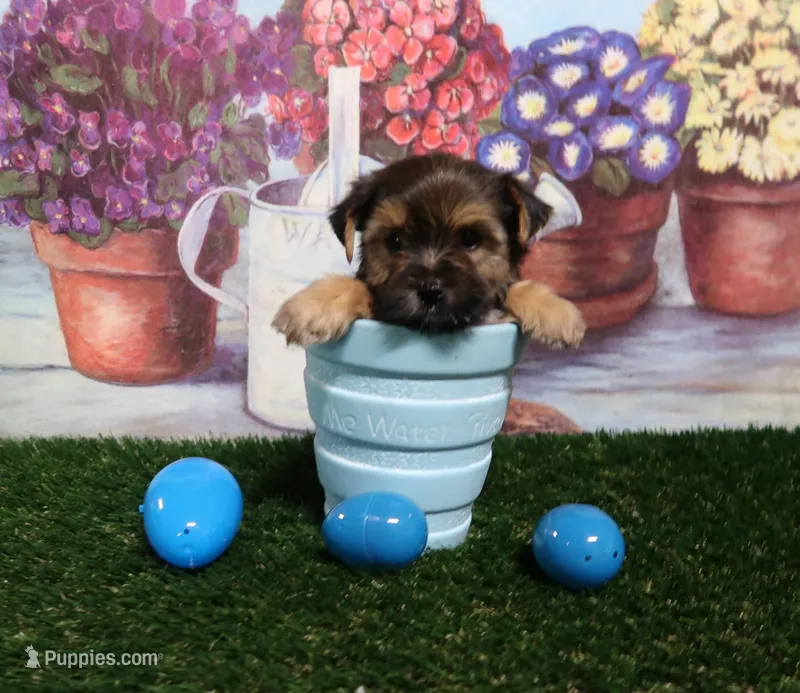 Naomi Male – Yorkshire Terrier puppy for sale in Springfield, KY