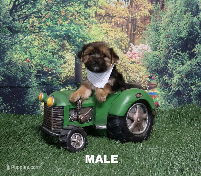 Naomi Male – Yorkshire Terrier puppy for sale in Springfield, KY