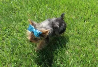 1 Bright Blue eye!, a female Yorkshire Terrier for sale in Springfield, KY – 3 of 4