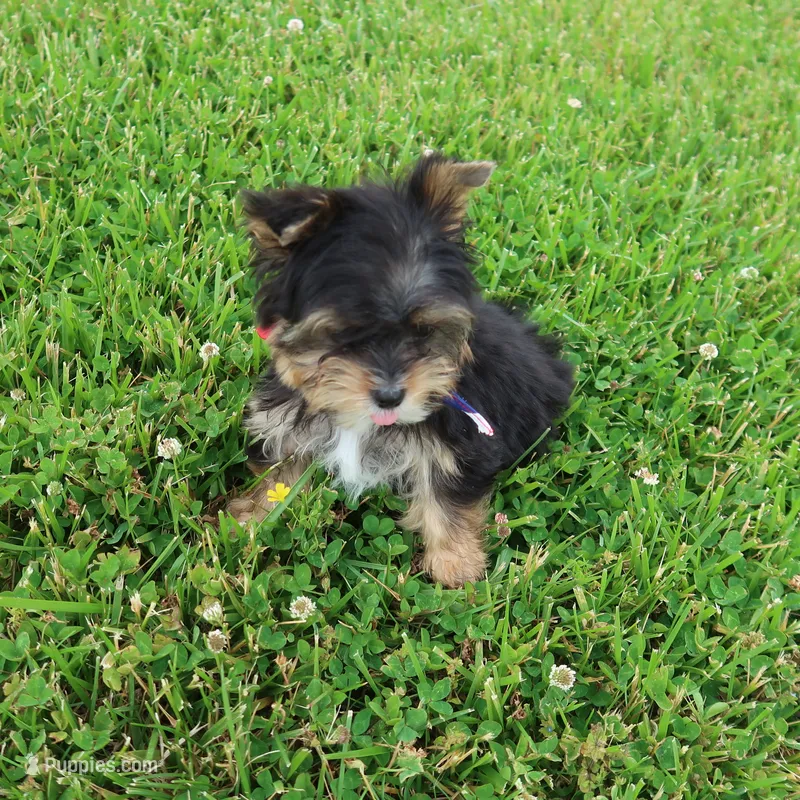 Pick me up! – Yorkshire Terrier puppy for sale in Springfield, KY