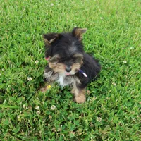 Pick me up!, a male Yorkshire Terrier for sale in Springfield, KY – 1 of 2