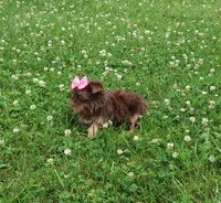 Yippie, a female Yorkshire Terrier for sale in Springfield, KY – 2 of 2