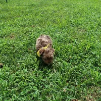 Chocolate Merle Male ready now!, a male Yorkshire Terrier for sale in Springfield, KY – 3 of 3