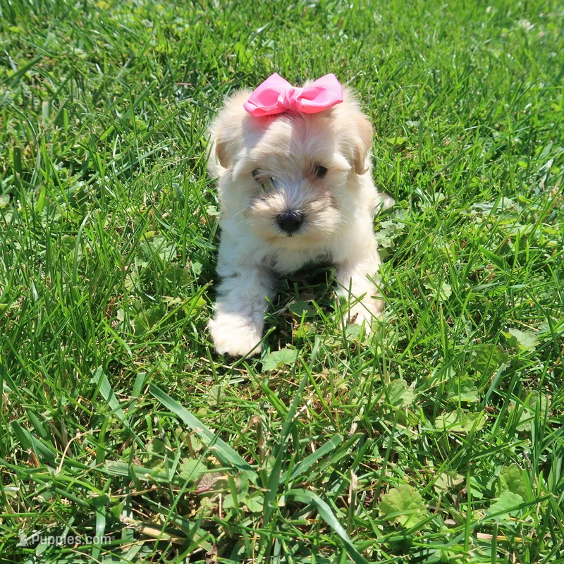 Buffy – Yorkipoo puppy for sale in Springfield, KY