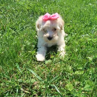 Buffy, a female Yorkipoo for sale in Springfield, KY – 1 of 1