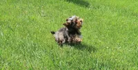 South Arican Merles, a female Yorkshire Terrier for sale in Springfield, KY – 2 of 2