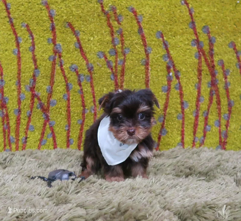 Mercy Chocolate Tiny Male – Yorkshire Terrier puppy for sale in Springfield, KY