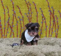Mercy Chocolate Tiny Male, a male Yorkshire Terrier for sale in Springfield, KY – 1 of 1