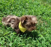Chocolate Merle Male ready now!, a male Yorkshire Terrier for sale in Springfield, KY – 2 of 3