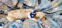 Gold/White Male, a male Yorkshire Terrier for sale in Springfield, KY – 2 of 3