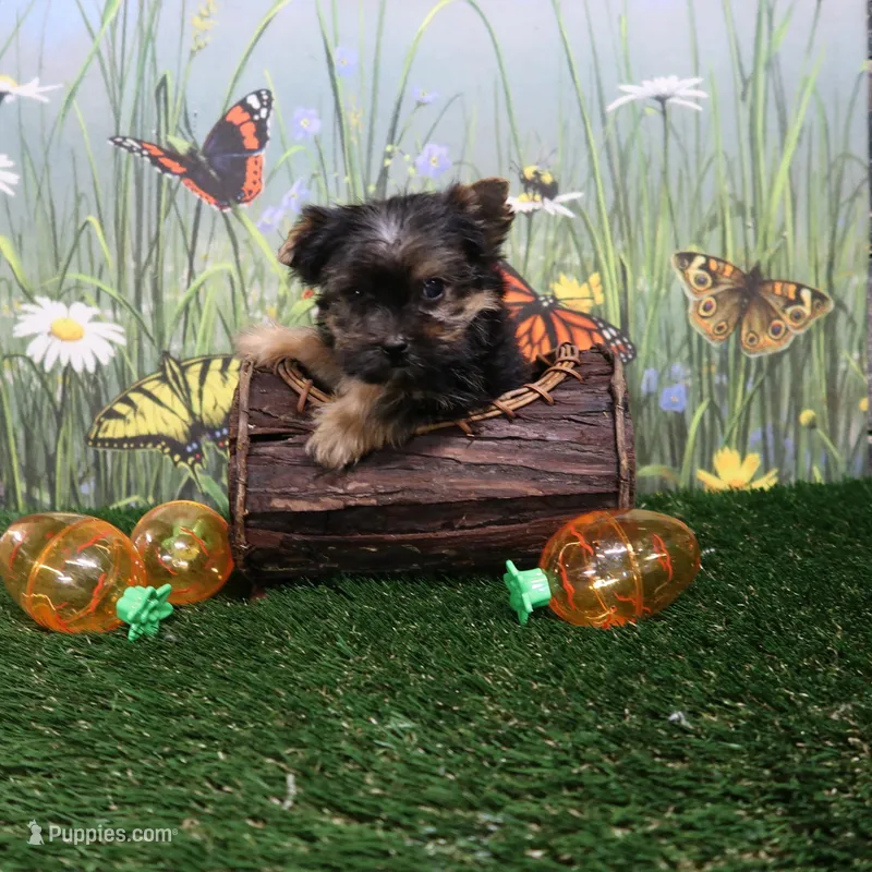 Tiny Male – Yorkshire Terrier puppy for sale in Springfield, KY