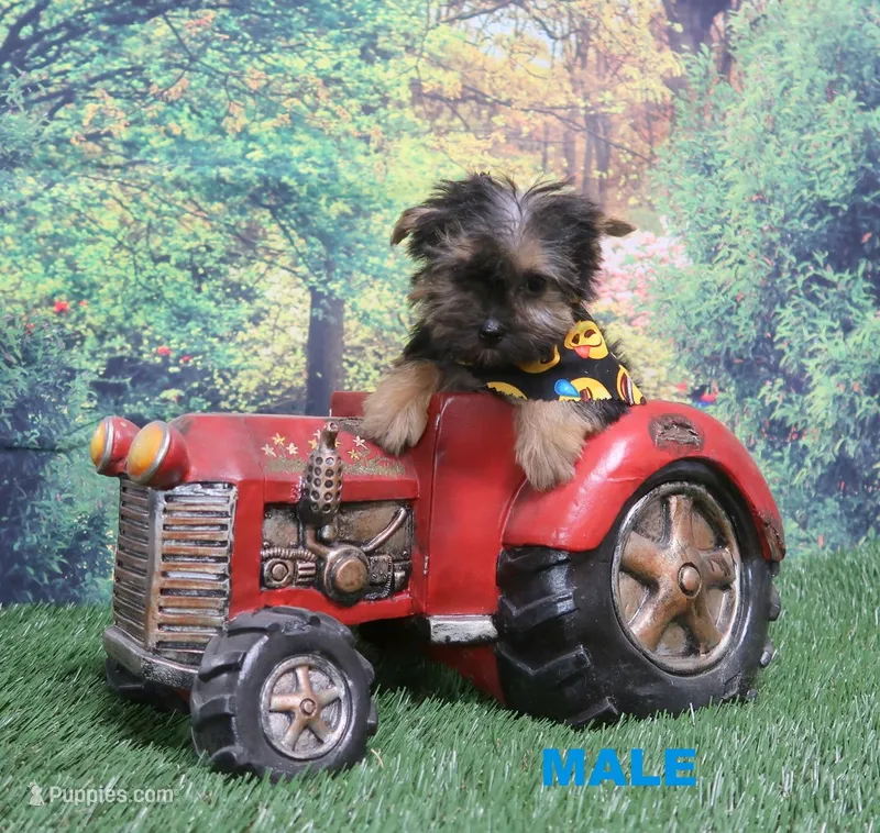 Tiny Male – Yorkshire Terrier puppy for sale in Springfield, KY