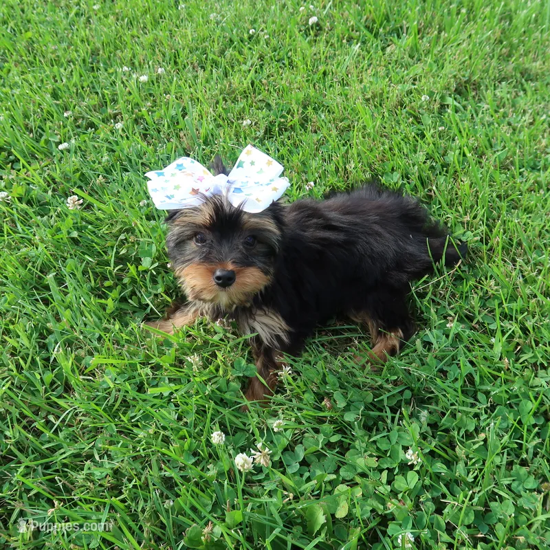 White Bow – Yorkshire Terrier puppy for sale in Springfield, KY