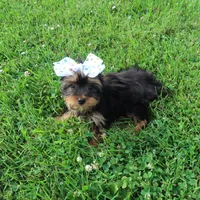 White Bow, a female Yorkshire Terrier for sale in Springfield, KY – 1 of 1