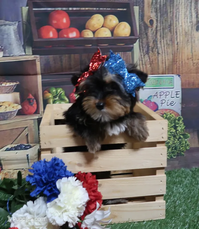 3/4 Yorkie 1/4 Shih tzu – Shorkie puppy for sale in Springfield, KY